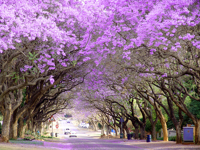 Mùa xuân ở Nam Phi