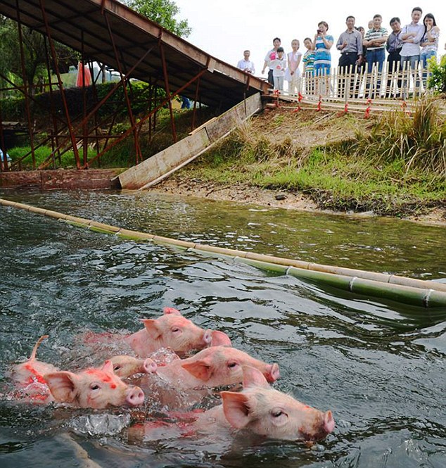 Cuộc thi bơi lợn
