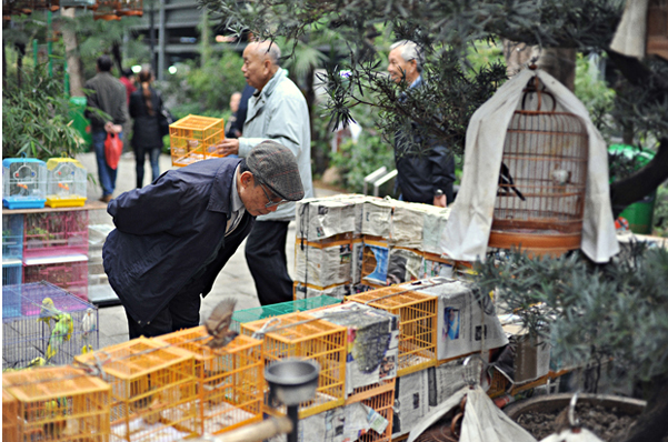 chợ chim HK