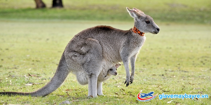Kanguru đã trở thành món ăn phổ biến
